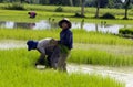 Paddy FIELD /man-made methane sources Royalty Free Stock Photo