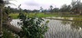 Paddy Field at Marakau Village.