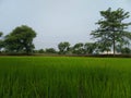 Paddy field monsoon village morning Chhattisgarh india