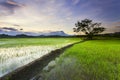 Paddy field and Mt. Kinabalu view in Kota Belud, Sabah. Royalty Free Stock Photo