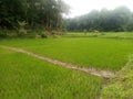 Paddy field in my village Royalty Free Stock Photo
