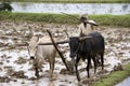 Paddy field near Karaikudi - Tamil Nadu - India Royalty Free Stock Photo