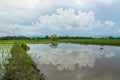 Paddy field Royalty Free Stock Photo