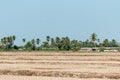 Paddy Field Off Season Royalty Free Stock Photo