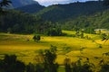 Paddy field