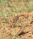 A paddy field pipet bird foraging for food Royalty Free Stock Photo