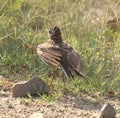 A paddy field pipet drying its feathers Royalty Free Stock Photo