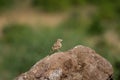 Paddy Field Pipit bird on a rock