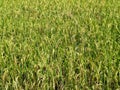 Paddy Field