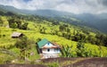 Paddy field and primitive small house Royalty Free Stock Photo