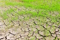 Paddy field rainless.