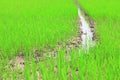 Paddy field or rice field.