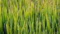 Paddy field rice leaves with dew drops in the foggy morning, green leaves and water droplets glow in the morning Royalty Free Stock Photo