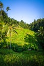 Paddy field rice terraces, ceking, Ubud, Bali, Indonesia