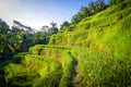Paddy field rice terraces, ceking, Ubud, Bali, Indonesia