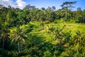 Paddy field rice terraces, ceking, Ubud, Bali, Indonesia