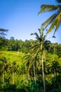 Paddy field rice terraces, ceking, Ubud, Bali, Indonesia