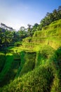 Paddy field rice terraces, ceking, Ubud, Bali, Indonesia