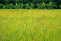 Paddy field with ripe rice plants ready for harvesting Royalty Free Stock Photo