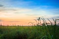 Paddy Field with Ripe Paddy 1 Royalty Free Stock Photo