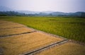 Paddy Field Royalty Free Stock Photo
