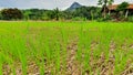 Paddy field with rock mountain view