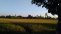 Landscape in Malda Gazol