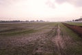 Paddy field scenery, direct seeded rice