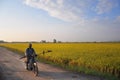 Paddy field in Sekinchan, Malaysia