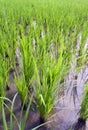 Green young rice