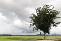 Paddy field with single tree view.