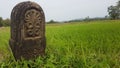 Paddy field in Sri lanaka