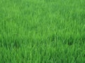 Paddy field Royalty Free Stock Photo