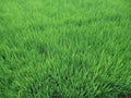 Paddy field Royalty Free Stock Photo