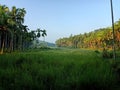 Paddy field sunrise, green nature