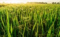 Paddy field on sunrise time Royalty Free Stock Photo