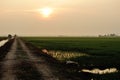 Paddy field sunset Royalty Free Stock Photo