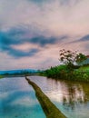 paddy field sunset in java indonesia Royalty Free Stock Photo