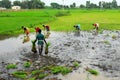 Paddy field in Tamil Nadu, India