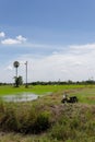 Paddy field in Thailand