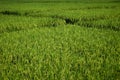 Paddy field with vanishing point, abstract composition, green nature concept background