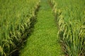 Paddy field with vanishing point, abstract composition, green nature concept background