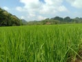 Paddy Field View So Overwhelming Royalty Free Stock Photo
