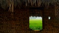 Paddy field