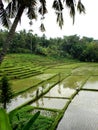 Paddy Fields in Bali Royalty Free Stock Photo