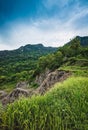 Paddy fields