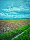 paddy fields after being plowed to plant rice.