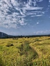 Paddy Fields With Blue Sky Royalty Free Stock Photo