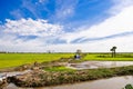 Paddy Fields in Cambodia