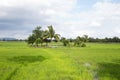 Paddy fields, coconut trees, a gazebo for shelter, and the rain clouds are forming, natural, agriculture. Royalty Free Stock Photo